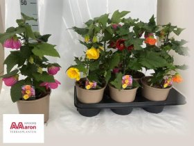 Kambarinis augalas, galenis, vazono skersmuo 15 cm.