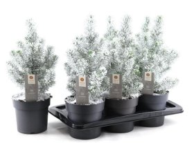 Kambarinis augalas, kalėdinė eglutė "Silver Crest snow", vazonėlio skersmuo 17 cm.