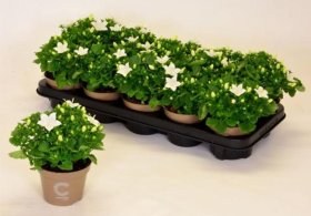 Daugiametė gėlė, katilėlis "Atlant White", vazonėlio skersmuo 11 cm.