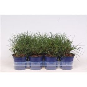 Spygliuotis, pušis kalninė "Mughus", vazonėlio skersmuo 11 cm.