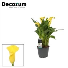 Kambarinis augalas, kalija "Gold Crown", vazonėlio skersmuo 12 cm.