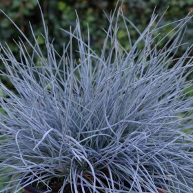 Žolinis augalas, eraičinas "Eisvogel", vazonėlio skersmuo 17 cm.