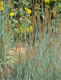 Žolinis augalas, paprastasis sorgenis "JS Active Volcano", vazonas 2 l.