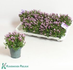 Kambarinis augalas, katilėlis, vazonėlio skersmuo 11 cm.