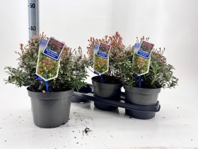 Dekoratyvinis krūmas, pieris "Ja L Heath", vazonėlio skersmuo 19 cm.