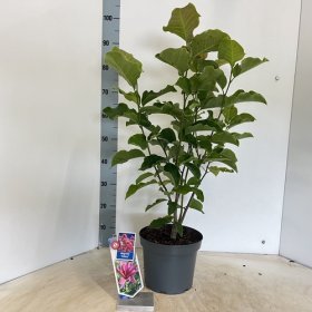 Dekoratyvinis krūmas, magnolija "Galaxy", vazonėlio skersmuo 23 cm.