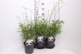 Žolinis augalas, fargesija "Rufa", vazonėlio skersmuo 19 cm.