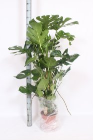 Kambarinis augalas, monstera "Deliciosa", vazono skersmuo 27 cm.