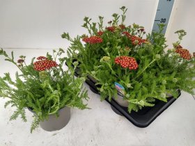 Daugiametė gėlė, paprastoji kraujažolė, vazonėlio skersmuo 17 cm.