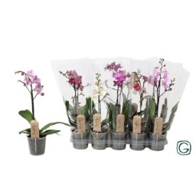 Kambarinis augalas, orchidėja (Phalaenopsis), vazonėlio skersmuo 12 cm.