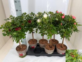 Daugiametė gėlė, rožė, ant stiebo, įvairios, vazonėlio skersmuo 15 cm.