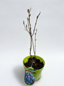 Vaiskrūmis, šilauogė "Bluecrop", vazonas 2 l.