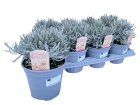 Daugiametė gėlė, levanda "Angustifolia", vazonėlio skersmuo 14 cm.