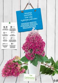 Dekoratyvinis krūmas, šluotelinė hortenzija "Pink Lady", kartoninė tūtelė