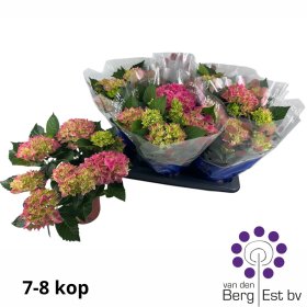 Dekoratyvinis krūmas, hortenzija didžialapė "Ov Roze", vazonėlio skersmuo 14 cm.