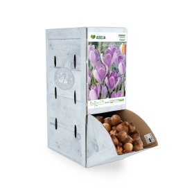 Didžiažiedžio kroko Vanguard svogūnėlis ASEJA, 1 vnt., 7/8, Rackbox, 84041307, (R)