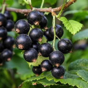 Vaiskrūmis, serbentas juodasis, vazono talpa 3 l