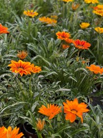 Vienmetė gėlė, gazanija, vazonėlio skersmuo 12 cm.