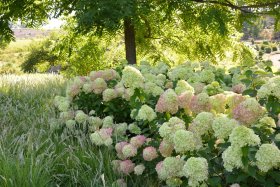 Dekoratyvinis krūmas, šluotelinė hortenzija, vazonas 5 l.