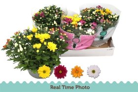 Vienmetė gėlė, chrizantema, vazonėlio skersmuo 23 cm.