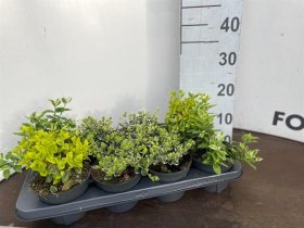 Dekoratyvinis krūmas, ožekšnis, įvairūs, vazonėlio skersmuo 13 cm.