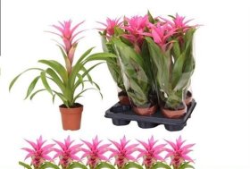 Kambarinis augalas, guzmanija "Suerte Cerise", vazonėlio skersmuo 12 cm.