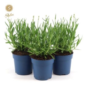 Daugiametė gėlė, levanda "Felice", vazonėlio skersmuo 11 cm.