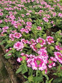 Vienmetė gėlė, krūminė Verbena, vazonėlio skersmuo 10 cm.