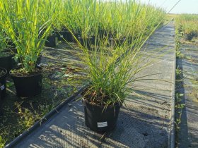 Žolinis augalas, miskantas, vazono skersmuo 19 cm.