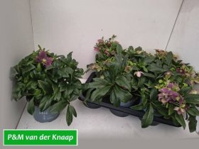 Daugiametė gėlė, eleboras "Viv Victory", vazonėlio skersmuo 17 cm.