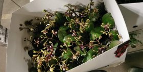 Kambarinis augalas, orchidėja (Phalaenopsis), 1-2 šakos, vazonėlio skersmuo 5 cm.