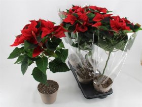 Kambarinis augalas, puansetija ant stiebo, vazonėlio skersmuo 17 cm.