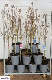 Daugiametė gėlė, kinrožė, ant stiebo, vazonėlio skersmuo 29 cm.