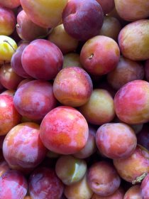 Vaismedis, slyva "Julius", vazonėlio skersmuo 30 cm.