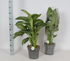 Kambarinis augalas, difenbachija "Reeva", vazonėlio skersmuo 24 cm.