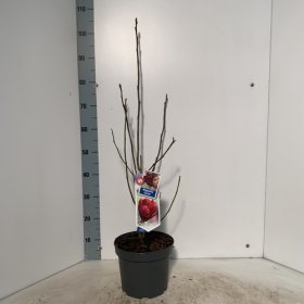 Dekoratyvinis medis, magnolija "Genie", vazonėlio skersmuo 23 cm.