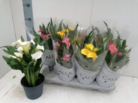 Kambarinis augalas, kalija, vazonėlio skersmuo 11 cm.