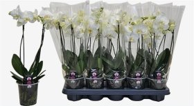 Kambarinis augalas, orchidėja (Phalaenopsis), baltos sp., vazonėlio skersmuo 12 cm.