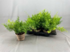 Kambarinis augalas, šparaginis papartis "Sprengeri", vazonėlio skersmuo 15 cm.