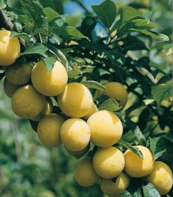 Vaismedis, slyva “Ontario” (Prunus domestica)