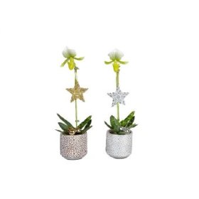 Kambarinis augalas, raibuolė, keraminiame vazonėlyje, skersmuo 9 cm.