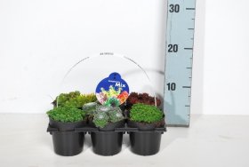Alpinariumo augalas, įvairūs, 6 vnt.