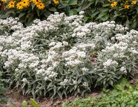 Daugiametė gėlė, šlamainis trigyslis "Silver Wave", vazonas 2 l.