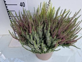 Vienmetė gėlė, viržis "Quatt G Gem", vazonėlio skersmuo 24 cm.