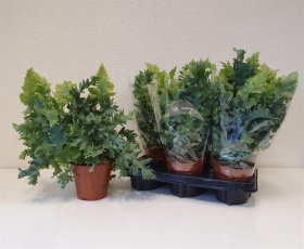 Kambarinis augalas, kiškiapapartis (Phlebo A Davana), vazonėlio skersmuo 12 cm.