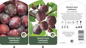 Vaismedis, slyva vasarinė "Jubiliejum"