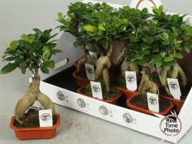 Kambarinis augalas, fikusas (Bonsai), vazonėlio skersmuo 14 cm.