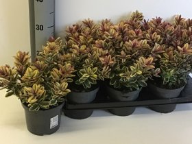 Dekoratyvinis krūmas, hebė "Tricolor", vazono skersmuo 15 cm.