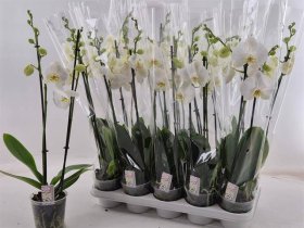 Kambarinis augalas, orchidėja, baltos sp., vazonėlio skersmuo 12 cm.