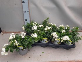 Dekoratyvinis krūmas, jazminas žvaigždinis, vazonėlio skersmuo 12 cm.